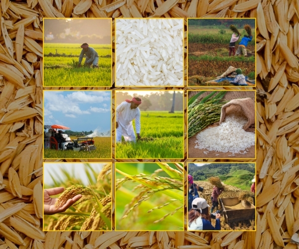 Collage showing rice farming, harvesting, paddy grains, white basmati rice, and field processing stages.