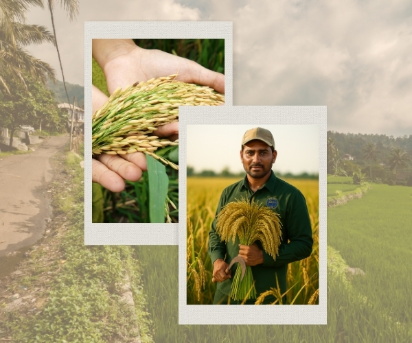 Farmer holding fresh basmati paddy in rice field with close-up of ripe rice grains in hand.
