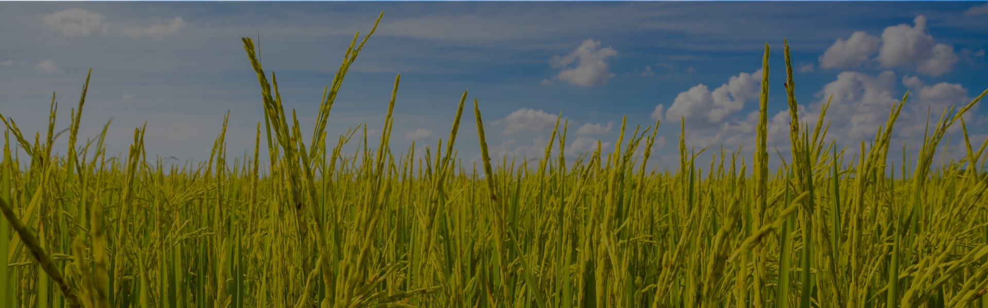 Wide view of green basmati rice field growing under blue sky with clouds during harvest season.
