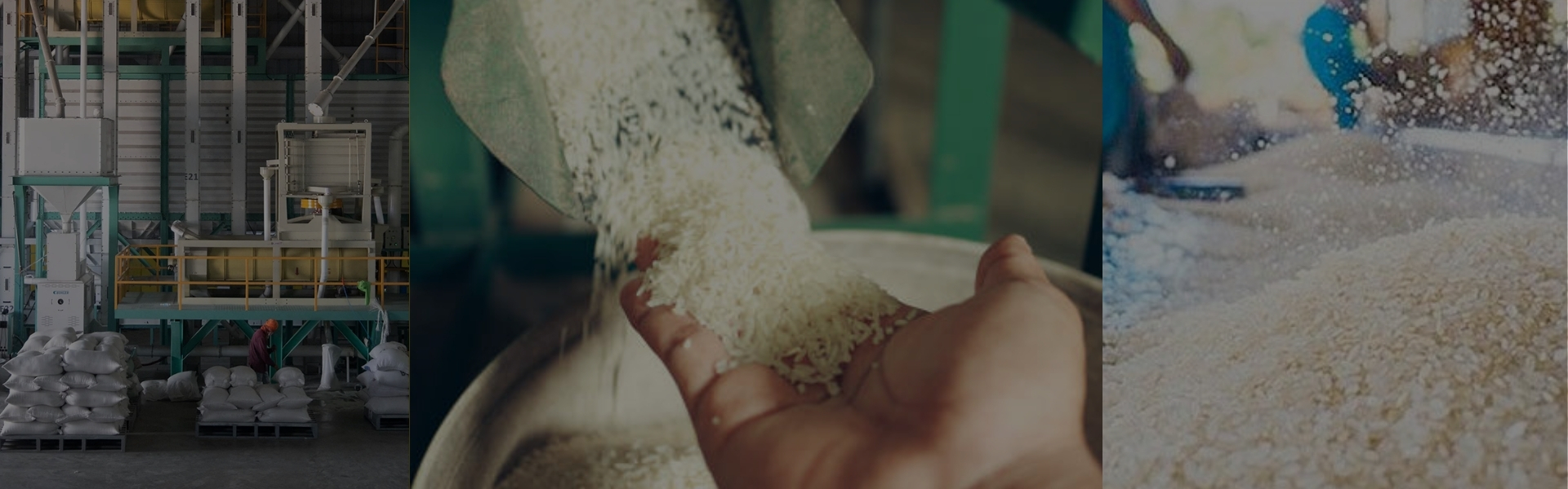 Industrial rice milling plant with rice being poured into hand and processed rice inside modern facility.