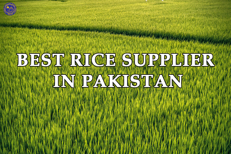 Lush green rice field representing high-quality rice production and supply in Pakistan