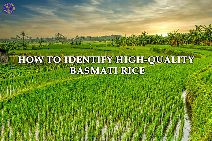 Lush green rice fields with water-filled paddies under a scenic sky, representing basmati rice cultivation