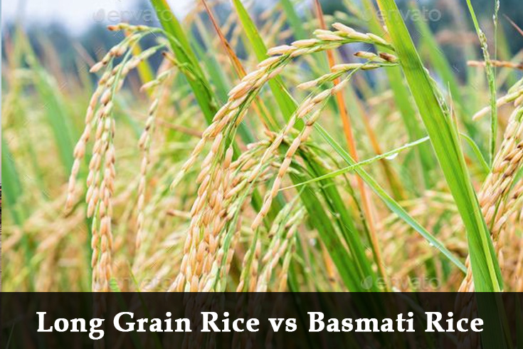 long grain rice vs basmati rice comparison paddy field basmati rice grains