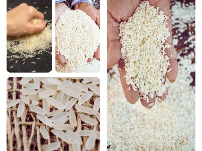 Close-up of long grain basmati rice held in hands showing premium quality, uniform size, and clean white grains.