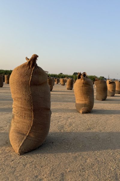Jute bags filled with rice paddy placed in open yard for sun drying at Arham Rice Mills.