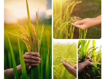 Close-up of hands holding ripe basmati paddy in green rice fields during harvest season at sunset.