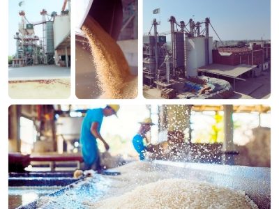 Rice milling plant with grain pouring from machine, storage silos, and workers processing rice inside facility.