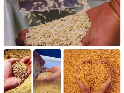 Close-up of basmati rice and paddy grains in hands during quality inspection and grading at rice processing facility.