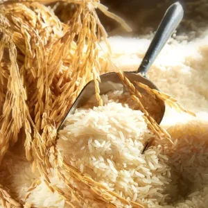rice-grain-23269119